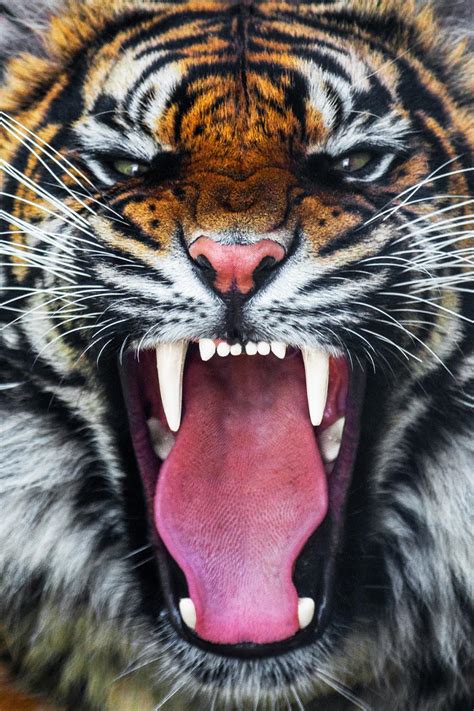 Find tiger pictures and tiger downloads: Temp Glass w/Foil - Roaring Tiger - Classy Art