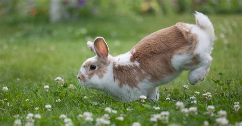 26 Bunnies Who Are Literally Jumping For Joy The Dodo