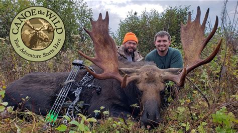 Maine Moose Hunting Richards Successful Bow Hunt Youtube
