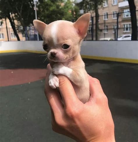 Teacup yorkie puppies and dogs for adoption and rescue from yorkshire terrier dog breeders and rescue organizations in ohio, oh. Oh my goodnesssss ️ ️ ️ #chihuahua | Teacup chihuahua puppies, Chihuahua puppies, Chihuahua dogs
