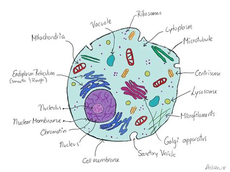 Animal Cell Structure drawing for student : Biological Science Picture