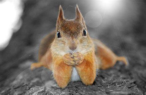 Praying Squirrel Rpics