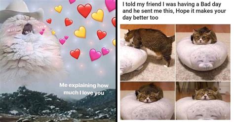 Delightfully Wholesome Cat Memes To Warm The Heart I Can Has