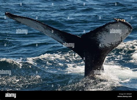 Humpback Whales Off The Coast Of Massachusetts Showing Their Flukes
