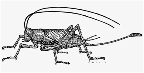 Drawing Insects Cricket Svg Royalty Free Download Crickets Black And