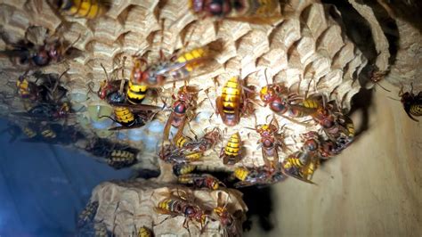 Huge Hornets Nest Removal In House Hornet Sting Zone Wasp Nest