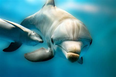 Dolphin Smiling Close Up Stock Image Image Of Animal 18525511