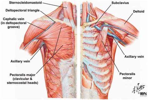 Musculoskeletal System Why Do Broken Ribs Not Lead To More