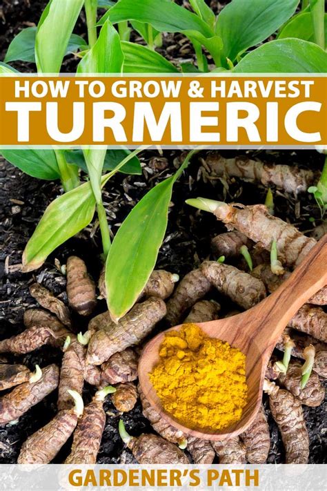How To Grow Harvest Turmeric Cultivate A Super Food In Your Garden