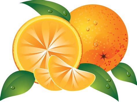 Oranges Drawing Png Image