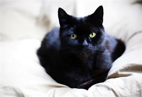 Myths About Black Cats Pawversity
