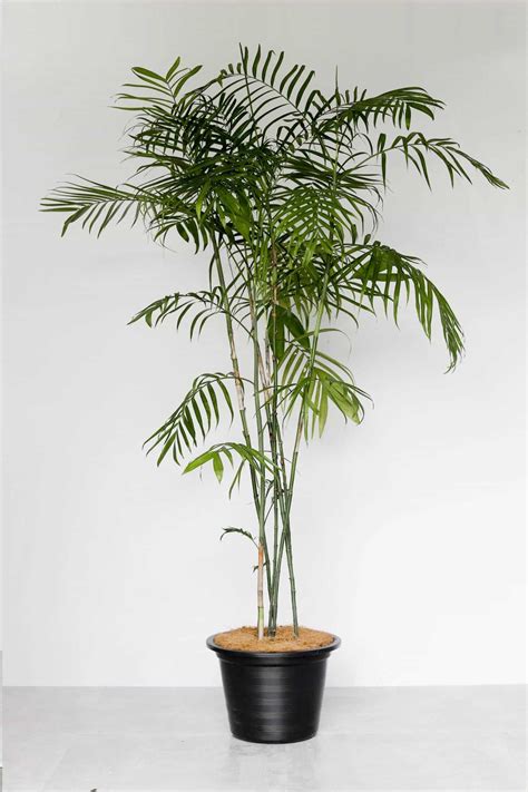 Bamboo Palm Indoor Plants Philippines