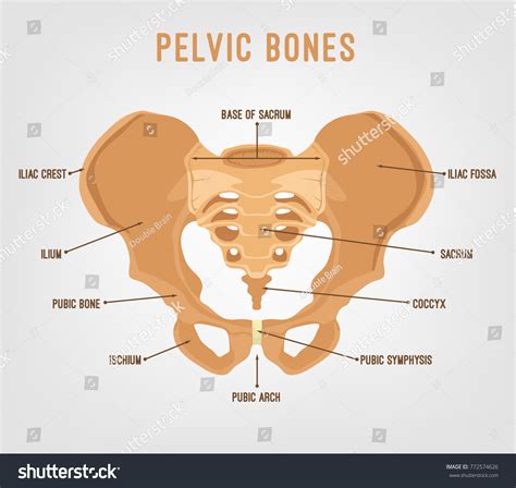Human Male Anatomy Scheme Main Pelvic เวกเตอร์สต็อก 772574626