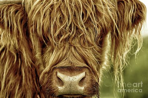 Portrait Of A Highland Cow In Black Gold Photograph By Maria Gaellman