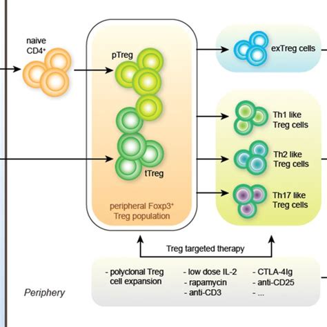 Treg Cells In Autoimmunity From Identification To Treg Based Therapies