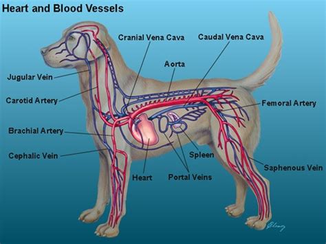 Heart murmurs in cats may be related to structural heart disease. Heart Murmur In Cats - Cat and Dog Lovers