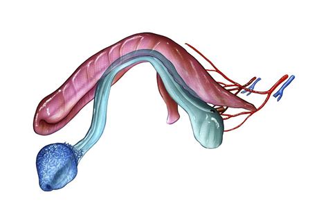 Penis Anatomy Artwork Photograph By Science Photo Library