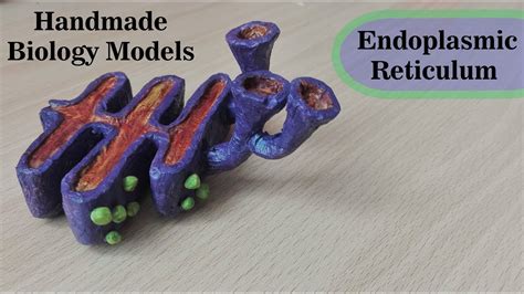 Simple And Easy Endoplasmic Reticulum Model 3d Thermocol Carving