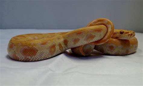 Albino Green Burmese Python