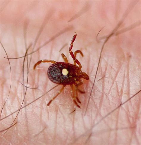 Lone Star Tick Could Cause Allergy To Bacon Fabi And Rosi