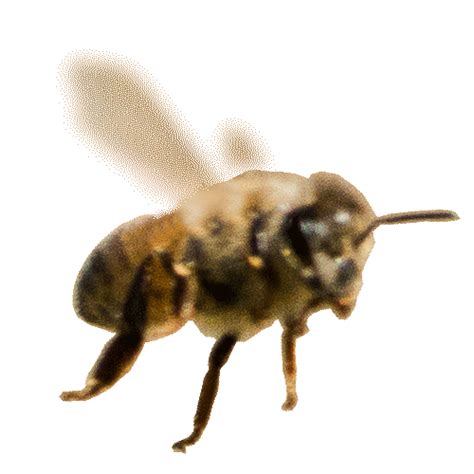 Bee Sticker By Volmary For Ios And Android Giphy