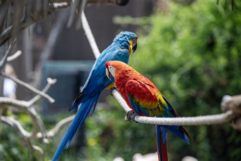 Macaw Parrots Free Stock Photo Public Domain Pictures