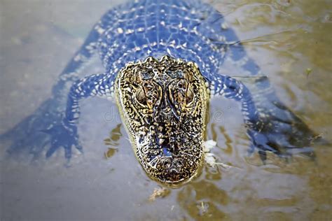 Baby Alligator In The Water Stock Photo Image Of Crocodilian Natural