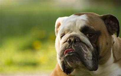 Bulldog English Dog Wallpapers Face Bulldogs Computer