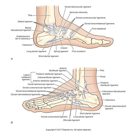 New Ligament Of The Ankle Joint Lateral Fibulotalocalcaneal Ligament