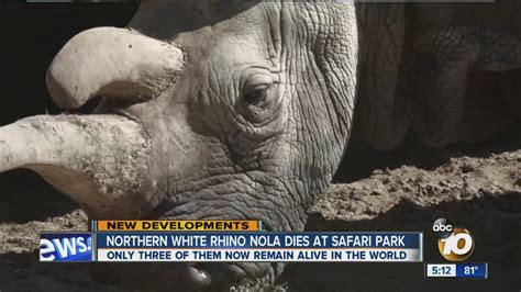 Northern White Rhino Nola Dies At Safari Park Youtube