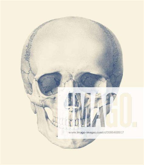 Vintage Anatomy Print Features A Forward Facing View Of The Human Skull