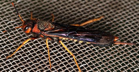 Pigeon Horntail Wasp Tremex Columba Bugguidenet