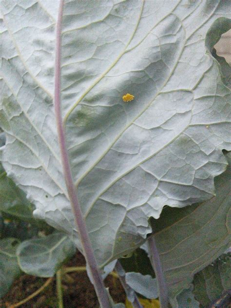 Lady bugs do lay yellow eggs on yarrow. The Carrigaline Crusty: Simple Living in Ireland ...