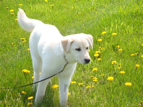 Lab Samoyed Mix