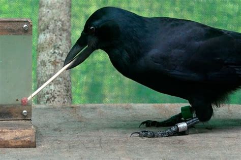 Like Humans Crows Are More Optimistic After Making Tools To Solve A