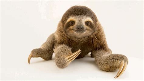 Experience The Tail Less World Of Sloths