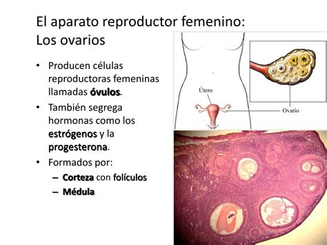 En Los Ovarios Se Producen Las Celulas Femeninas Llamadas Consejos