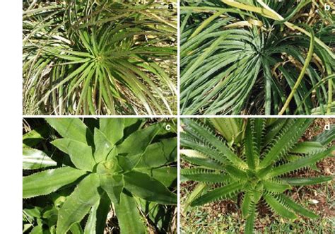 Non flowering plants reproduce from spores and some of the oldest plants are on earth. Elegant Picture Of Non Flowering Plants - flowers pictures