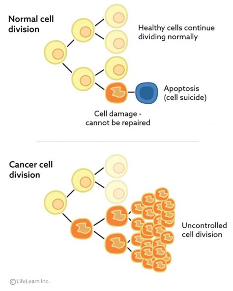 Original animal cell and e. What is Cancer? | VCA Animal Hospital
