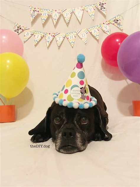There's literally nothing cuter in the world than a party hat on a puppy. How to Celebrate a Dog Birthday Party {Free Printable ...