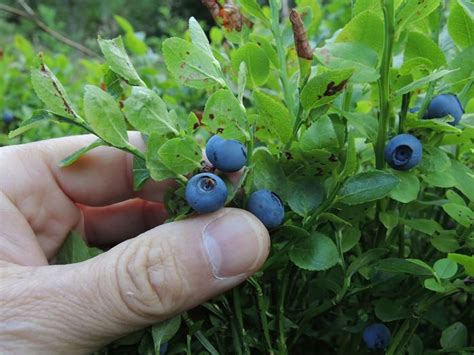 Maybe you would like to learn more about one of these? So düngen Sie Ihre Heidelbeeren richtig | Tomaten garten ...
