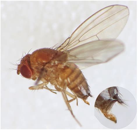 Spotted Wing Drosophila Usu