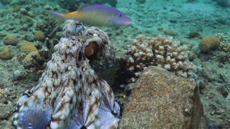 Octopuses Punch Fish To Keep Them In Line Nerdist