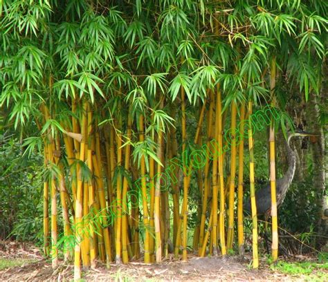 The Bamboo Trees Are Tall And Green
