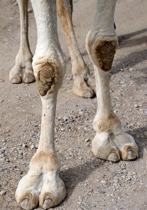 Continue reading how much water does a camel's hump hold? Closeup Of Camels Feet Royalty Free Stock Photos - Image ...