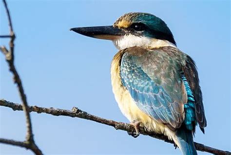 Variation In The Australian Kingfishers Aves Alcedinidae The