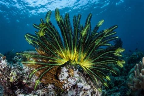 The Incredible Secret Lives Of Sea Lilies And Feather Stars