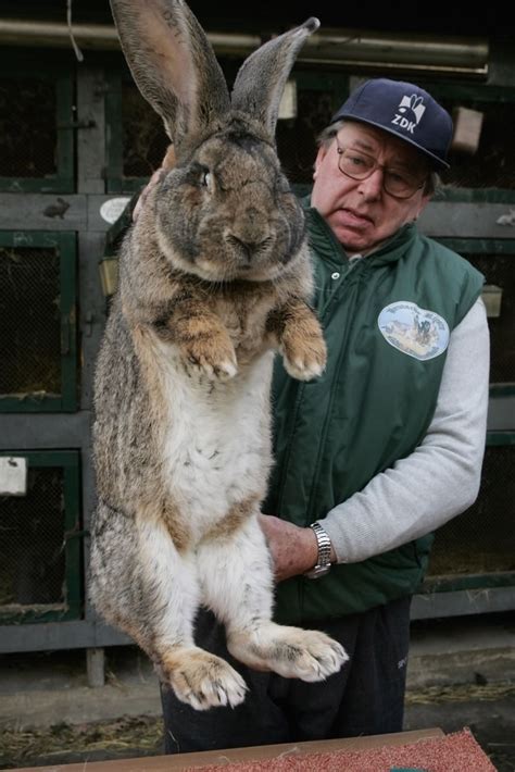 Out Of Control Nature Photos Of Real Life Giant Rabbits