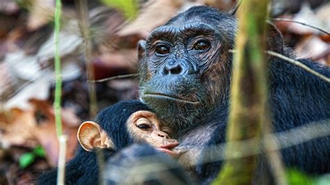 Chimpanzee Brain Organoids Hint At Secrets Of Human Evolution Uc San