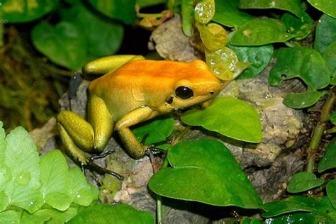 10 Most Poisonous Frogs In The World